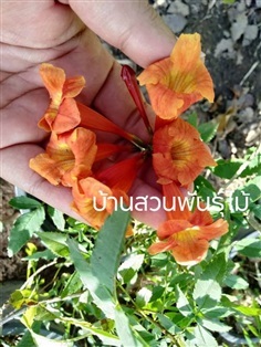 ทองอุไรสีส้ม