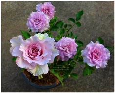 English Perfume Rose