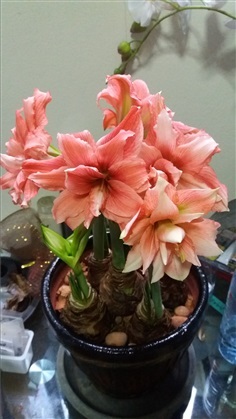 ว่านสี่ทิศ Amaryllis จากฮอลแลนด์แท้ ชื่อสี Princess Double