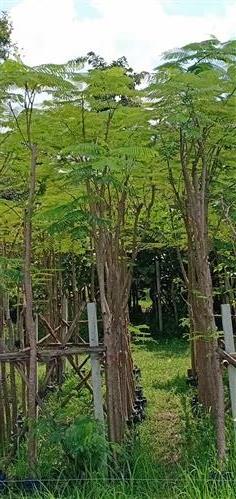ต้นหางนกยูงฝรั่งขนาด3"สูง3.5ม. | สวนนพดลพันธุ์ไม้ - บ้านนา นครนายก
