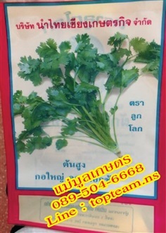 ผักชีไทย,ชีไทย,หอมป้อม | แม่มูลเกษตร -  ร้อยเอ็ด