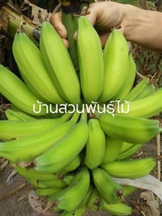 กล้วยตานี