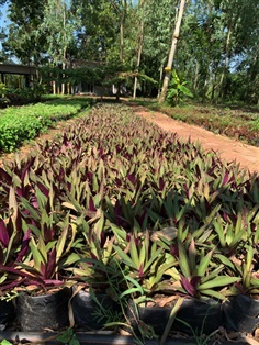 ว่านกาบหอย กาบหอยแครง Boat Lily ไม้ล้มลุก | Alungkarn - เมืองราชบุรี ราชบุรี