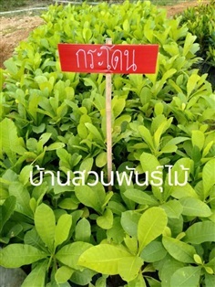 กระโดนบก | บ้านสวนพันธุ์ไม้ - นากลาง หนองบัวลำภู