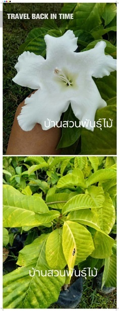 หิรัญญิการ์