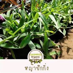 หญ้าปักกิ่ง  จุมพลฟาร์ม | จุมพลฟาร์ม - เมืองนครปฐม นครปฐม