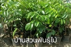 ลองกอง | บ้านสวนพันธุ์ไม้ - นากลาง หนองบัวลำภู