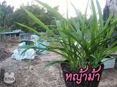 หญ้าม้า/หญ้าแส้ม้า | หนุ่มอีสานใต้ -  บึงกาฬ