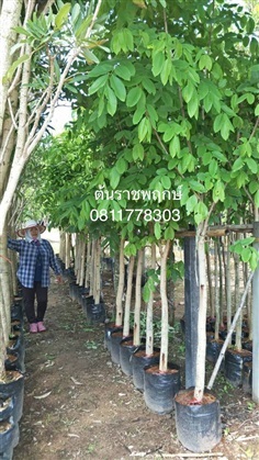 ต้นราชพฤษ์ | สวนไผ่เลี้ยง - เมืองปราจีนบุรี ปราจีนบุรี