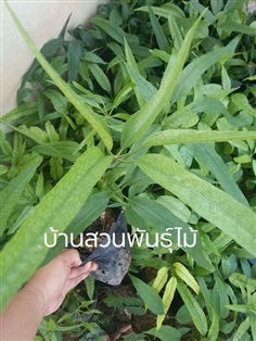 ขมขาลัง