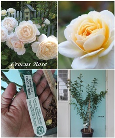 กุหลาบพุ่มอังกฤษCrocus Rose  | สวนเบญจรงค์สุคนธ์ -  นครราชสีมา