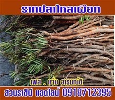 รากปลาไหลเผือก | สวนราชินี จ.กำแพงเพชร -  กำแพงเพชร