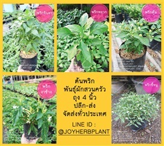 ต้นพริก และต้นผักสวนครัวขายปลีก-ส่ง จัดส่งทั่วประเทศ