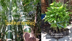 ไผ่เก้าดาว Guadua bamboo