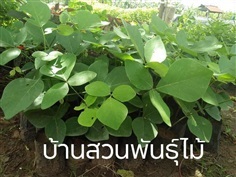 ทองกวาว