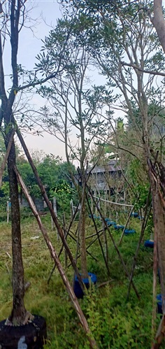 ต้นเหลืองปรีดียาธร | สวนนพดลพันธุ์ไม้ - บ้านนา นครนายก
