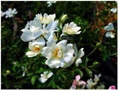 White Dwarf rose