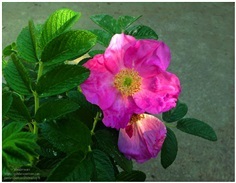 Rosa Rugosa