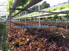 ผักสลัด ผักไฮโดรโปนิกส์ | H2O Hydrogarden - ลาดพร้าว กรุงเทพมหานคร