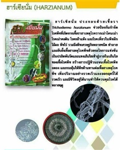 ฮาร์เซียนั่ม  ไตรโคเดอร์ม่า 