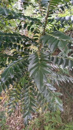 ใบแกง, ใบกะหรี่, curry leaf tree