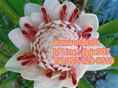 ดาหลากลีบบัว | จิ๊บดาหลา -  นนทบุรี