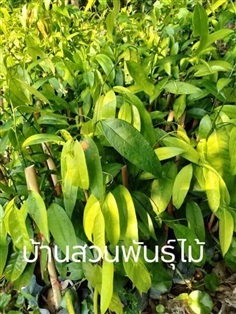 จำปูน