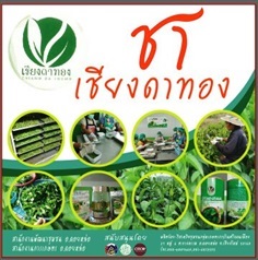 เครื่องดื่มชา ผักเชียงดา