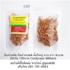 ถั่งเช่าสีทอง เกรดA อบแห้ง Cordyceps Militaris 20กรัม