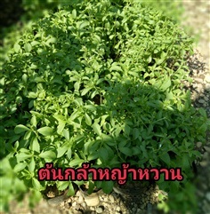 หญ้าหวาน