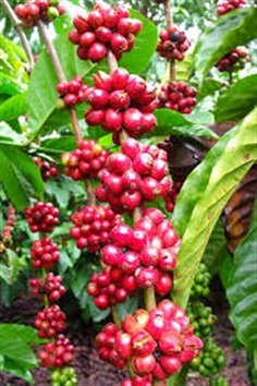 ต้นกล้ากาแฟ | สวนนะโมปัณโน - เวียงสระ สุราษฎร์ธานี