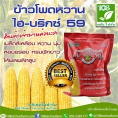 ข้าวโพดหวานไฮ-บริกซ์ 59 | 108เทคโนฟาร์ม - มหาราช พระนครศรีอยุธยา