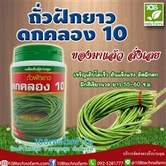 ถั่วฝักยาวดกคลอง 10