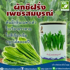 ผักชีฝรั่งเพชรสมบูรณ์