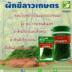 ผักชีลาวเกษตร