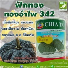 ฟักทอง ทองอำไพ342