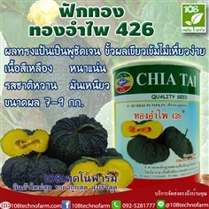 ฟักทอง ทองอำไพ 426