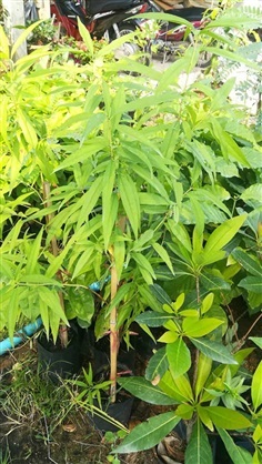 ท้อญี่ปุ่นหรือพืช สูง 1 เมตร พันธฺุ์ผลโต หอมอรอย 
