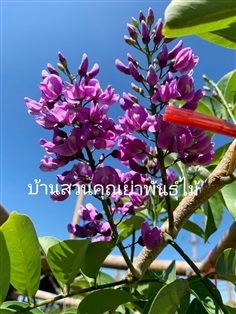 คูนสีม่วง