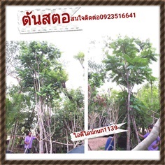 ต้นสะตอ | สวนป้าควรพันธ์ไม้ -  สระบุรี