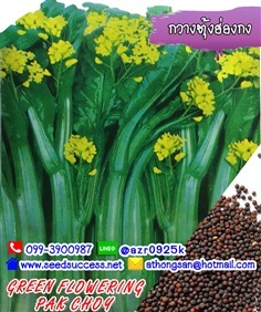 กวางตุ้งดอกฮ่องกง (Green Flowering Pak Choy) / 800 เมล็ด | seedsuccess (ซีดซักเซส) - เขื่องใน อุบลราชธานี