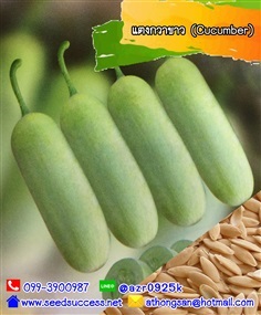 แตงกวาขาว (Cucumber) / 20 เมล็ด | seedsuccess (ซีดซักเซส) - เขื่องใน อุบลราชธานี