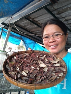 ขายเมล็ดมัยลาภพร้อมเพาะจำนวนมาก