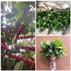 ต้นกาแฟอาราบิก้า สายพันธุ์คาติมอร์แท้ ลูกดก ผลโต ต้นละ3บาท
