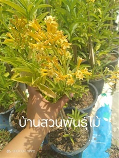 ราตรีสีทอง