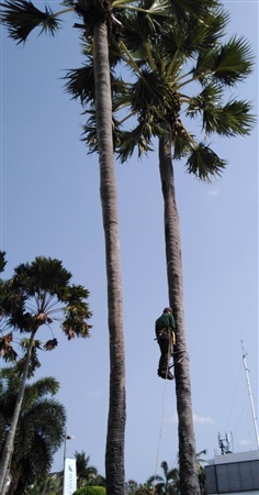 รับตัดต้นไม้สูง | สวนกุ้ง กาเด้น - บางละมุง ชลบุรี