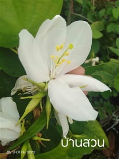 ชงโคดอกขาว