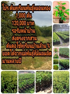 โปรหน้าฝน ทุเรียนหมอนทอง 1,000 ต้น 90,000บ. ส่งฟรีทั่วไทย | เสี่ยอ้วน พันธุ์ทุเรียน - เมืองชุมพร ชุมพร