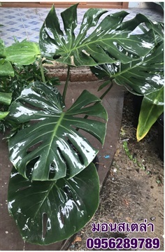 มอนสเตอล่า ,มอนสเตล่า Monstera