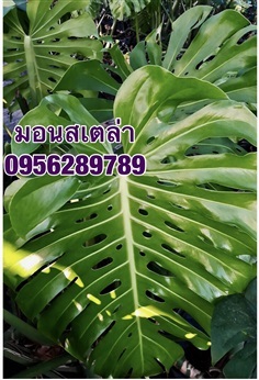 มอนสเตอร่า,มอนสเตล่าไจแอ้นท์,Monstera,มอนสเตล่า